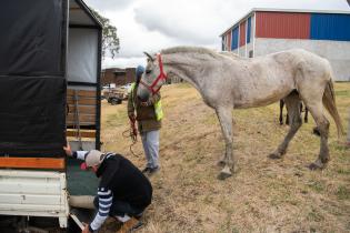 Jornada de adopción de caballos en el marco de la reconversión laboral de clasificadores, 17 de febrero de 2023