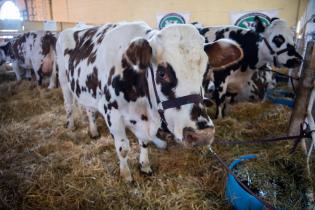 Apertura de Mercoláctea en las instalaciones de la Asociación Rural del Prado