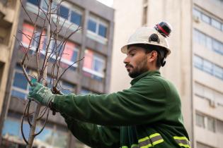 Plantación de árboles en Av.18 de Julio en el marco del proyecto de arbolado en Montevideo