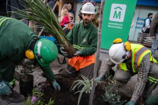 Plantación de árboles en Av.18 de Julio en el marco del proyecto de arbolado en Montevideo Plantación de árboles en Av.18 de Julio en el marco del proyecto de arbolado en Montevideo