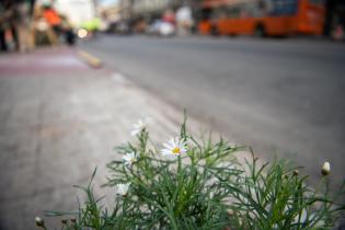 Plantación de árboles en Av.18 de Julio en el marco del proyecto de arbolado en Montevideo