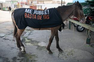 Jornada de adopción de caballos en el marco de la reconversión laboral de clasificadores