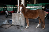 Jornada de adopción de caballos en el marco de la reconversión laboral de clasificadores