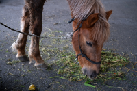 Jornada de adopción de caballos en el marco de la reconversión laboral de clasificadores