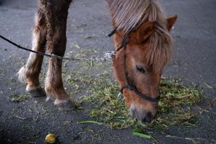 Jornada de adopción de caballos en el marco de la reconversión laboral de clasificadores Jornada de adopción de caballos en el marco de la reconversión laboral de clasificadores