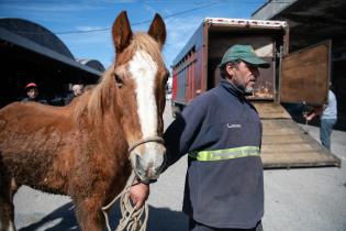Jornada de adopción de caballos en el marco de la reconversión laboral de clasificadores Jornada de adopción de caballos en el marco de la reconversión laboral de clasificadores