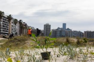  Plantación de dunas en la playa Pocitos