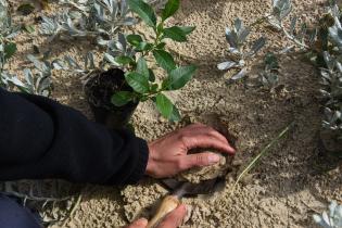  Plantación de dunas en la playa Pocitos