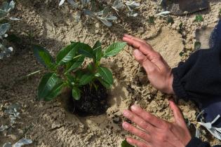  Plantación de dunas en la playa Pocitos