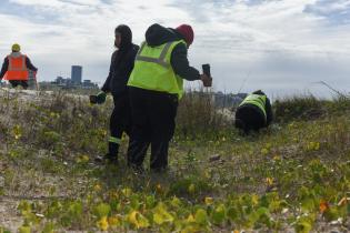  Plantación de dunas en la playa Pocitos