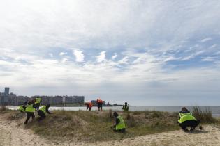  Plantación de dunas en la playa Pocitos