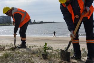  Plantación de dunas en la playa Pocitos