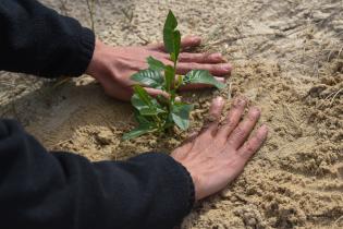  Plantación de dunas en la playa Pocitos