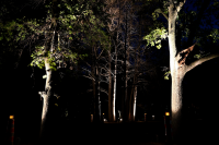 Montevideo avanza en iluminación: luminarias en el Jardín Botánico