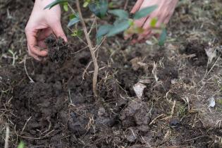 Plantación de flores del programa Mujeres que Reverdecen en el barrio Bajo Valencia