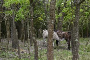 Parque Lecoq