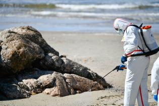 Operativo de CECOED en playa Verde por prevención de gripe aviar Operativo de CECOED en playa Verde por prevención de gripe aviar