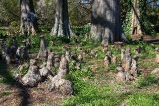 Especies vegetales en el Jardín Botánico