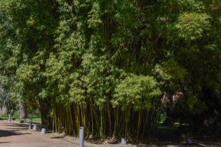 Especies vegetales en el Jardín Botánico Especies vegetales en el Jardín Botánico
