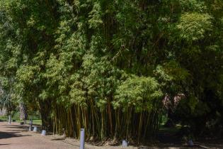 Especies vegetales en el Jardín Botánico