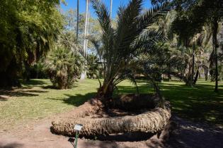 Especies vegetales en el Jardín Botánico