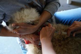 Jornada de vacunación canina en el Club Olimpo