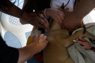 Jornada de vacunación canina en el Club Olimpo