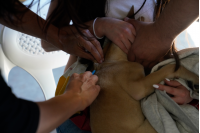 Jornada de vacunación canina en el Club Olimpo