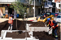 Renaturalización en avenida Bv. España y Obligado ,  07 de noviembre de 2023