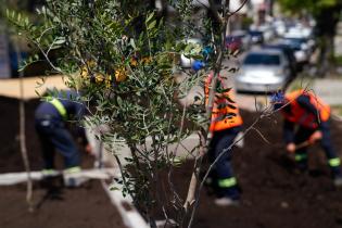 Renaturalización en avenida Bv. España y Obligado ,  07 de noviembre de 2023