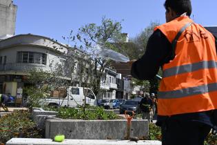 Renaturalización en avenida Bv. España y Obligado 