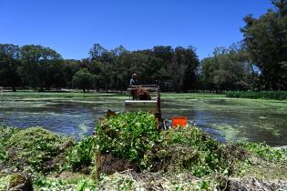 Tareas de limpieza en el lago del parque Rivera   ,22 de noviembre de 2023