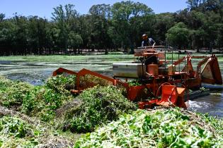 Tareas de limpieza en el lago del parque Rivera   ,22 de noviembre de 2023