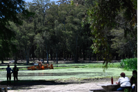 Tareas de limpieza en el lago del parque Rivera   ,22 de noviembre de 2023