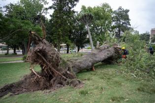 Trabajos de limpieza en Parque Rodó