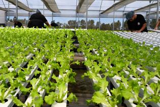 	Visita a instalaciones de Verdeagua, empresa de producción de lechugas hidropónicas