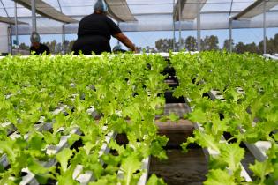 	Visita a instalaciones de Verdeagua, empresa de producción de lechugas hidropónicas