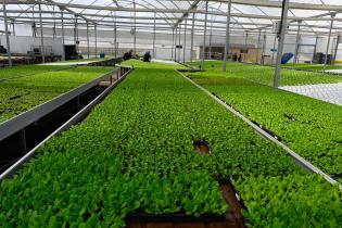 Visita a instalaciones de Verdeagua, empresa de producción de lechugas hidropónicas Visita a instalaciones de Verdeagua, empresa de producción de lechugas hidropónicas , 27 de Febrero de 2023