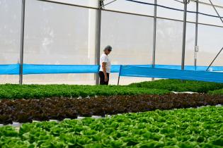 	Visita a instalaciones de Verdeagua, empresa de producción de lechugas hidropónicas