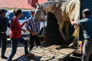 Llegada de tropillas e Inscripciones de los jinetes para la Semana Criolla 2024