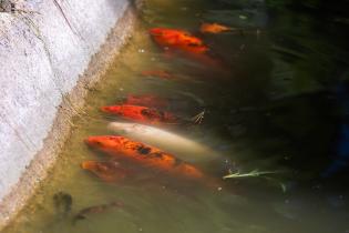 Obras en el Jardín Japonés