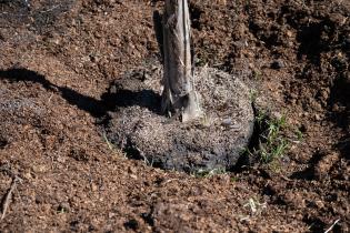 Plantación de árboles en conmemoración del Día de la Nación Charrúa y la Identidad Indígena de Uruguay