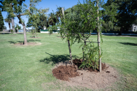 Plantación de árboles en conmemoración del Día de la Nación Charrúa y la Identidad Indígena de Uruguay