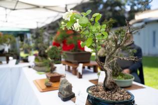 Festival de Japón en el Jardín Japonés