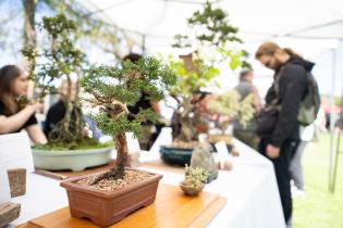 Festival de Japón en el Jardín Japonés