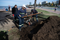 Colocación de césped en pista de patinaje Rambla Parque Rodó