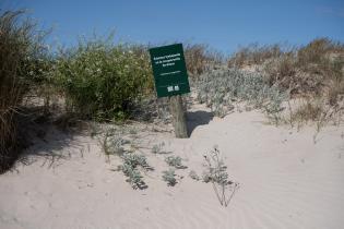 Jornada de plantación y limpieza de la playa Malvín con la participación del Colegio Santo Domingo Jornada de plantación y limpieza de la playa Malvín con la participación del Colegio Santo Domingo