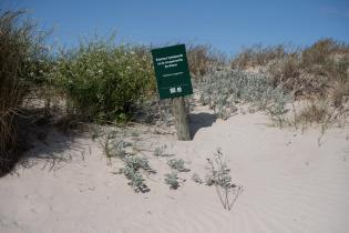 Jornada de plantación y limpieza de la playa Malvín con la participación del Colegio Santo Domingo