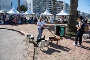 Jornada de adopción de animales y feria vegana en la Plaza Daniel Muñoz