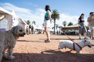 Jornada de adopción de animales y feria vegana en la Plaza Daniel Muñoz